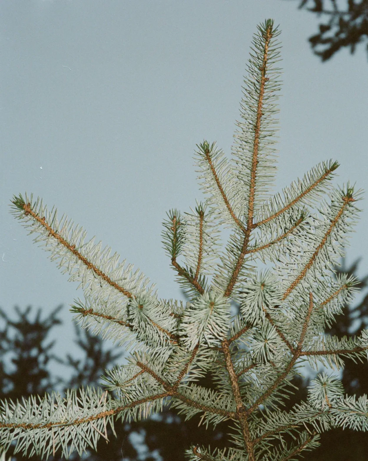 Room Diffuser Winter Pine 